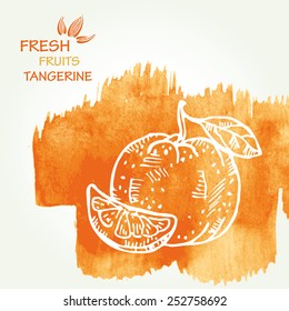 Watercolor background with tangerine in vector. 