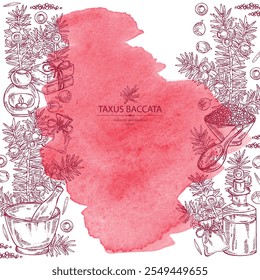 Watercolor background with taxus baccata: plant, branch of taxus baccata and taxus baccata berries. Berry yew. Oil, soap and bath salt . Cosmetics and medical plant. Vector hand drawn illustration