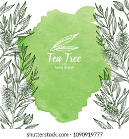 Watercolor Background With Tea Tree. Cosmetics And Medical Plant. Vector Hand Drawn Illustration.