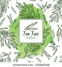 Watercolor background with tea tree. Cosmetics and medical plant. Vector hand drawn illustration.