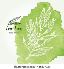 Watercolor background with tea tree. Cosmetics and medical plant. hand drawn
