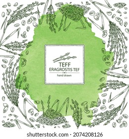 Watercolor background with teff: plant , leaves and teff grains. Eragrostis tef. Vector hand drawn illustration.