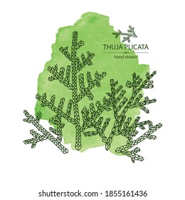 Watercolor background with thuja plicata: branch of thuja plicata with thuja cone. Cosmetics and medical plant. Vector hand drawn illustration.