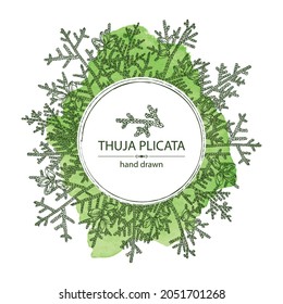 Watercolor background with thuja plicata: branch of thuja plicata with thuja cone. Cosmetics and medical plant. Vector hand drawn illustration.