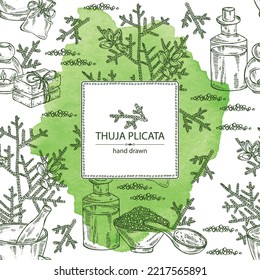Watercolor background with thuja plicata: branch of thuja plicata with thuja cone. Oil, soap and bath salt . Cosmetics and medical plant. Vector hand drawn illustration