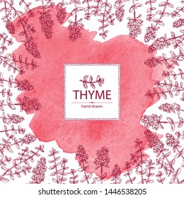 Watercolor background with of thyme: leaves and flowers of thyme. Vector hand drawn illustration.