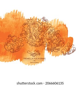 Watercolor background with tremella fuciformis: piece of mushroom, tremella fuciformis mushrooms. Vector hand drawn Mushroom illustrations