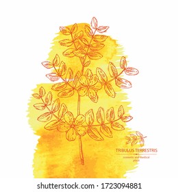 Watercolor background with tribulus terrestris: flowers of tribulus terrestris, branch and leaves. Cosmetic and medical plant. Vector hand drawn illustration. 