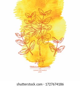 Aquarellfarbener Hintergrund mit tribulären Terrestrien: Blumen von tribulus terrestris, Ast und Blättern. Kosmetische und medizinische Pflanze. Vector handgezeichnete Abbildung. 