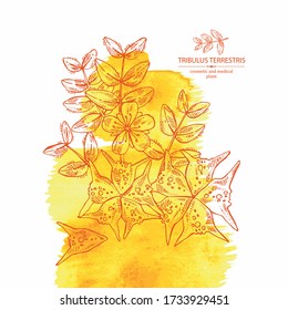 Aquarellfarbener Hintergrund mit tribulären Terrestrien: Blumen von tribulus terrestris, Ast und Blättern. Kosmetische und medizinische Pflanze. Vector handgezeichnete Abbildung. 