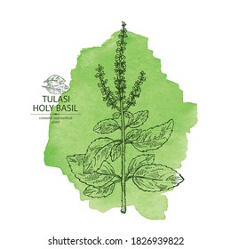 Watercolor background with tulasi: holy basil plant and tulasi leaves. Sacred plant. Cosmetic and medical plant. Vector hand drawn illustration