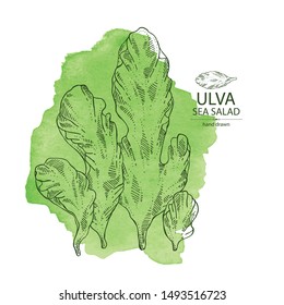 Watercolor background with ulva: sea salad seaweed, ulva leaves. Green algae. Edible seaweed. Vector hand drawn illustration