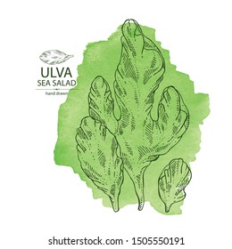 Watercolor background with ulva: sea salad seaweed, ulva leaves. Green algae. Edible seaweed. Vector hand drawn illustration