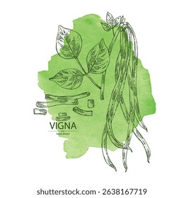 Watercolor background with vigna green beans: plant, pod and seed of green beans. Vector hand drawn illustration