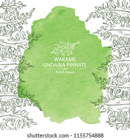Watercolor background with wakame: undaria pinnate seaweed, wakame leaves. Brown algae. Edible seaweed. Vector hand drawn illustration.