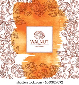 Watercolor background with walnut: nuts and brahch with walnut. Vector hand drawn illustration.