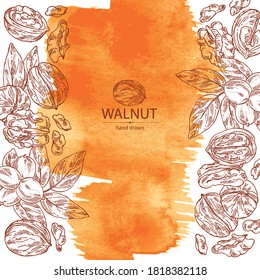 Aquarell-Hintergrund mit Walnuss: Nüsse und Brühe mit Walnuss. Vektorgrafik, handgezeichnet.