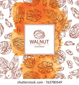 Watercolor background with walnut: nuts and brahch with walnut. Vector hand drawn illustration.
