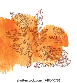 Watercolor background with walnut: nuts of walnut. Vector hand drawn illustration