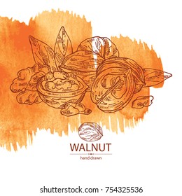 Watercolor background with walnut: nuts of walnut. Vector hand drawn illustration