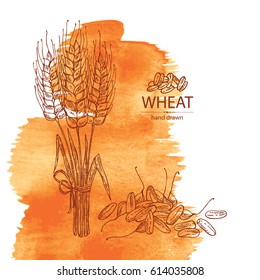 Watercolor background with wheat: grain and spikelets. hand drawn,