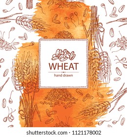 Watercolor background with wheat and wheat grain. Vector hand drawn illustration