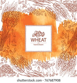 Watercolor background with wheat and wheat grain. Vector hand drawn illustration
