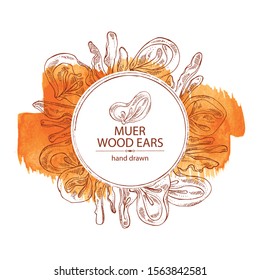 Watercolor background with wood ears: muer mushroom and a bit of wood ears. Mushrooms. Vector hand drawn illustration