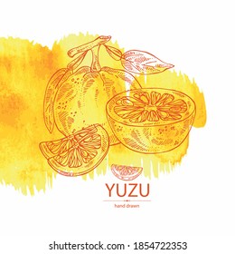 Watercolor Background With Yuzu: Fruts, Leaves And Yuzu Slice. Citrus Junos. Vector Hand Drawn Illustration