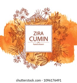 Watercolor background with zira, cumin: plant and cumin seeds. Vector hand drawn illustration.