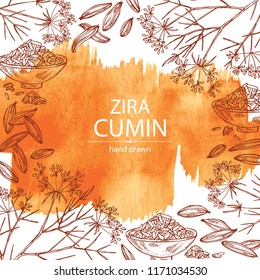 Watercolor background with zira, cumin: plant and cumin seeds. Vector hand drawn illustration.