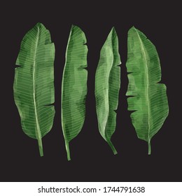 Watercolor Banana Leaf Set, Vector 