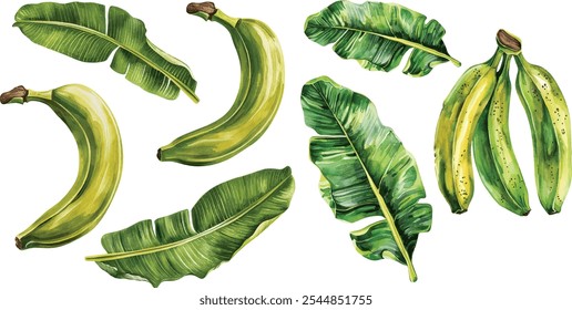 Watercolor banana palm leaves set, tropical foliage illustrations on isolated white background