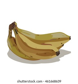 Watercolor banana Vector isolated on white background. Hand drawn watercolor on white background. Vector illustration of fruit banana