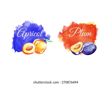 Watercolor banners with fruits. Vector illustration.  Plums and apricot.