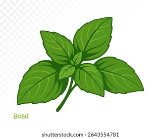 Watercolor basil leaf with delicate veins and fresh natural shape for culinary and herbal compositions. Vector illustration.