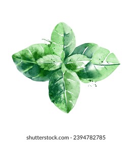 Watercolor basil leaves. Isolated eco food illustration on white background