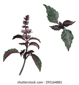 Watercolor basil set. Vector design elements isolated on white background.Kitchen herbs and spices banner.