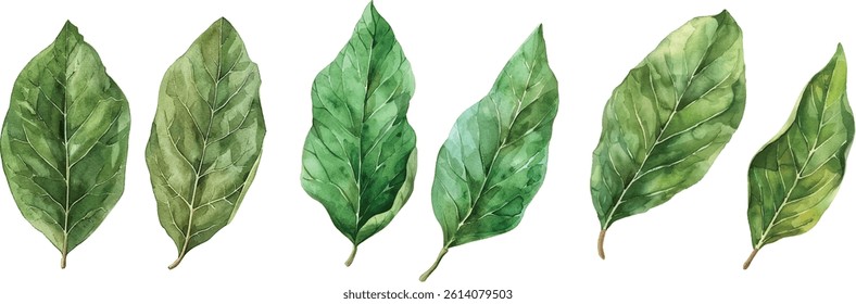 Watercolor bay leaves, two soft green bay leaves with veins visible, painted with natural flow, isolated on white