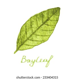 Watercolor bayleaf on the white background, aquarelle.  Vector illustration. Hand-drawn spice for mulled wine or cooking. Useful for invitations, scrapbooking, design.
