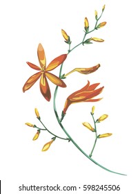 Watercolor beautiful blooming branch of orange flowers Crocosmia. Romantic and summer invitation concept background