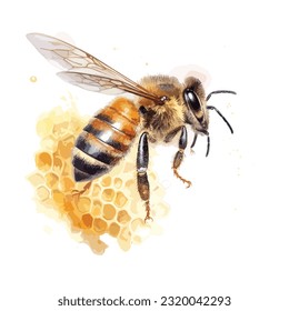 watercolor bee honeycomb honey .vector bee illustration in watercolor style