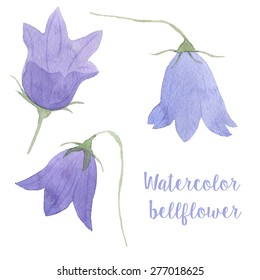 Watercolor bellflower in vector