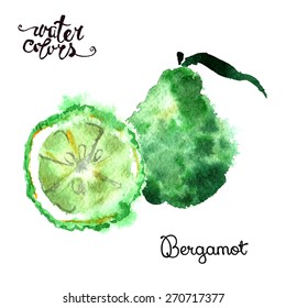 Watercolor Bergamot Citrus Vector Illustration