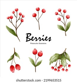 Watercolor berries, autumn season vector illustration