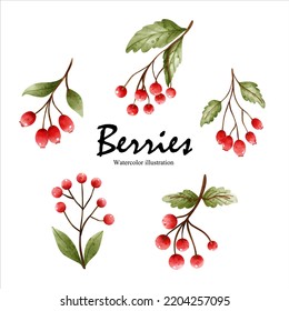Watercolor berries, autumn season vector illustration