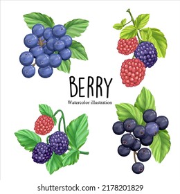 watercolor berry, fruit vector illustration