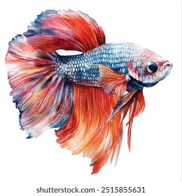 watercolor of betta fish clipart illustration isolated