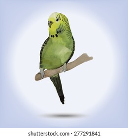 Watercolor bird, budgie. Vector illustration for your design.