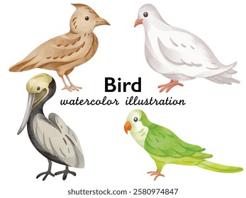 Watercolor Bird Illustration: Hand-painted bird set featuring a quail, pigeon, pelican, parakeet, and more in soft pastel tones and delicate watercolor brushstroke details.